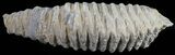 Cretaceous Fossil Oyster (Rastellum) - Madagascar #54485-1
